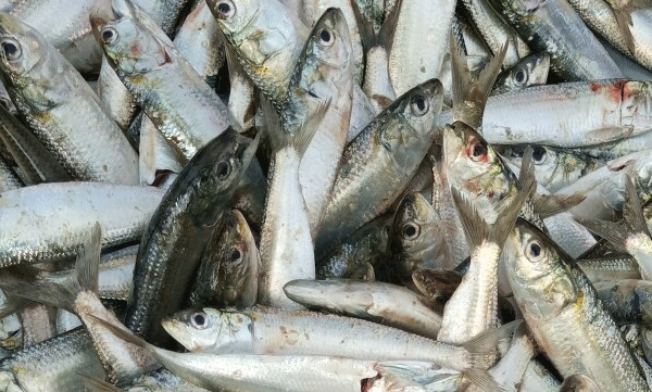 cmfri urges control in catching sardine