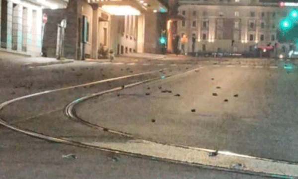 Hundreds of birds found dead after new year eve fireworks