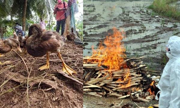 Bird flu declared state disaster in Kerala