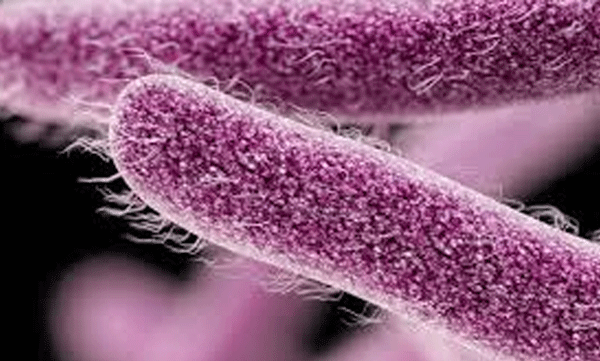 Shigella has been confirmed another person in Kannur