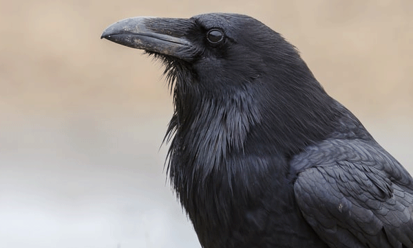 over crows found dead in jammu