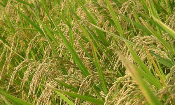 reliance signs contract with farmers in karnataka