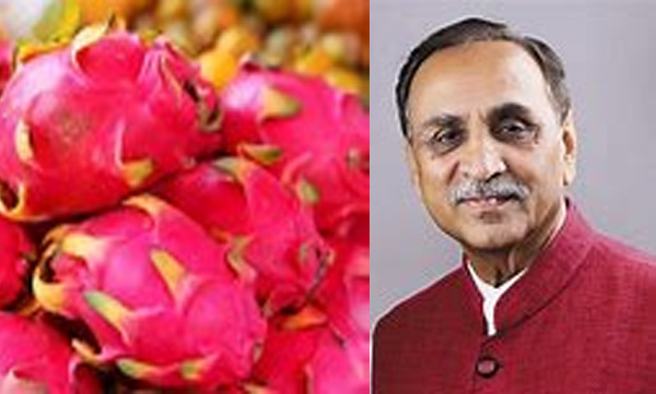 gujarat govt renames lotus shaped dragon fruit as kamalam says nothing political about decision