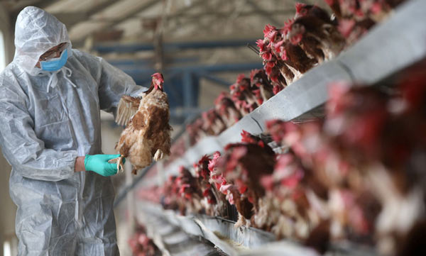 Bird flu confirmed again in Alappuzha