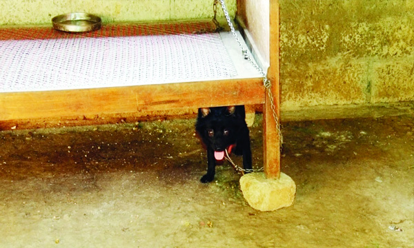 cruelty against perants