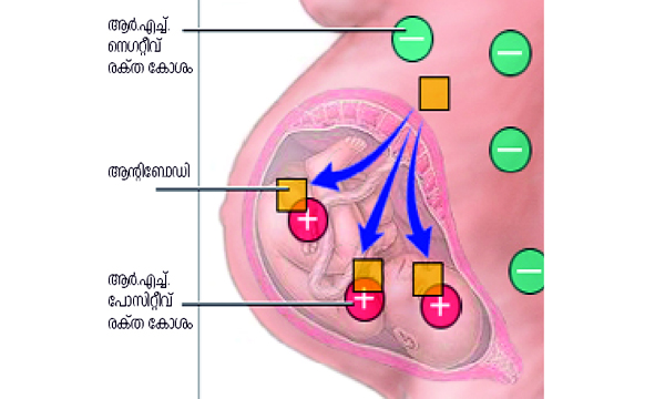 Blood Group System