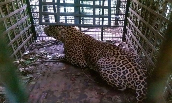 Cheeta caught in trap at marayur