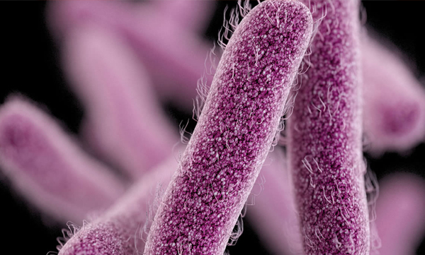 tribal boy tested positive for shigella virus