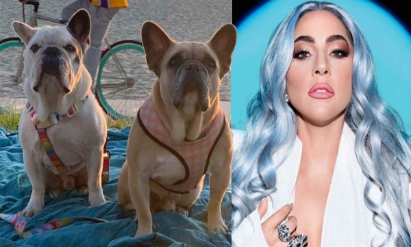 Lady gagas dogs found after missing 