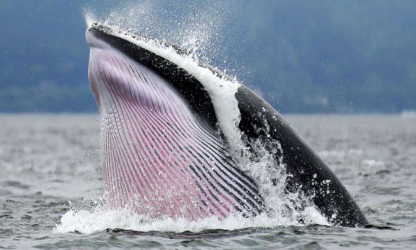 Whale hunding in norvey 