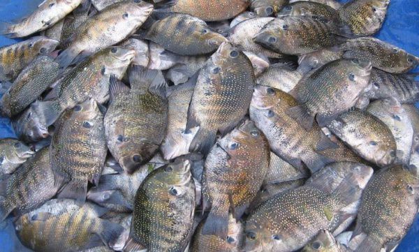 Karimeen length caught from public waters