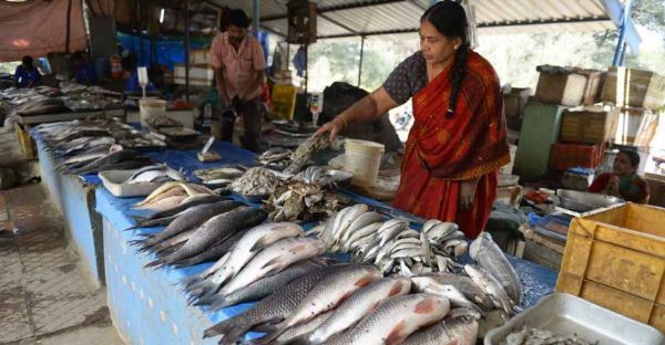Indian fish species are moving