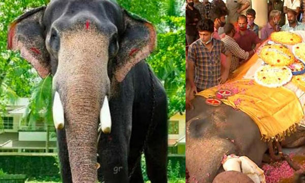 Ambalappuzha Vijayakrishnan Elephant death