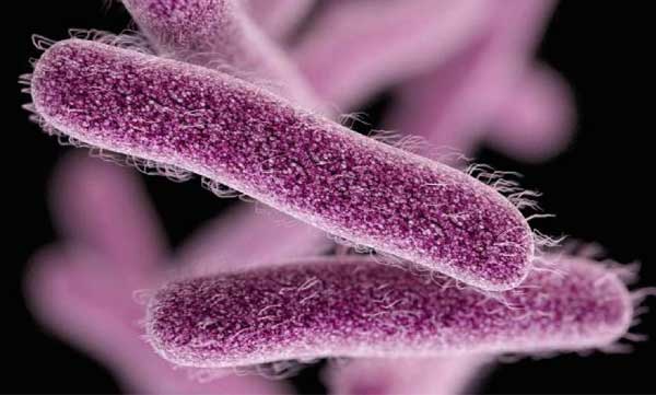 again shigella confirmed in  noolpuzha