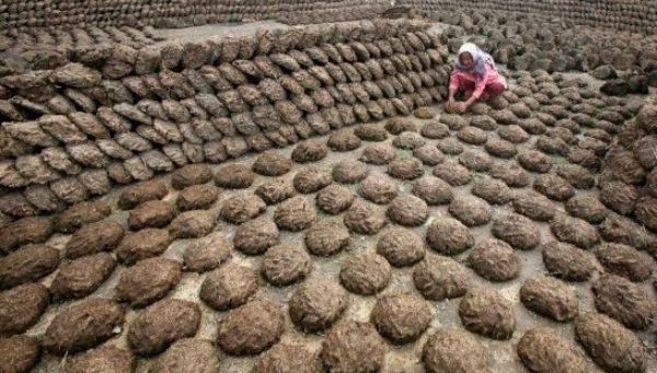 cow dung cake seized from a baggage of an indian passenger