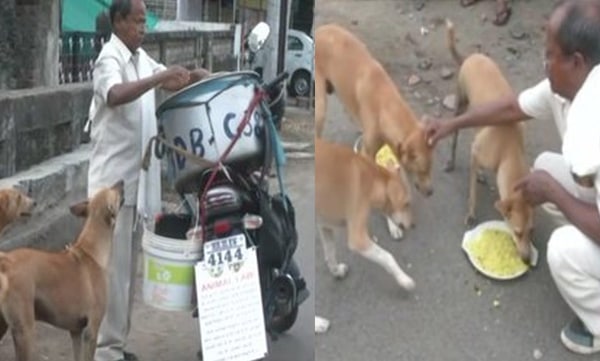 nagpur man feeding chicken biryani to 190 stray dogs amid covid-19 lockdown 