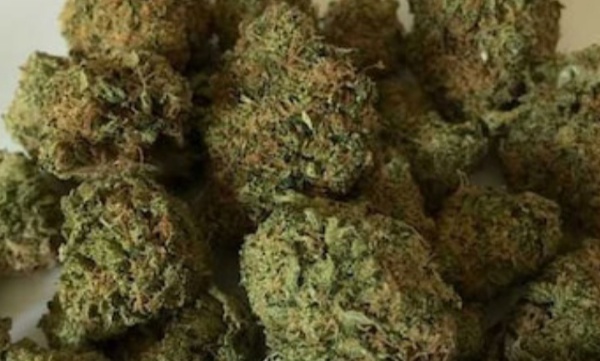 Ganja and air gun found in search of police