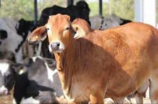 Gujrath stars Cow reasearch center  