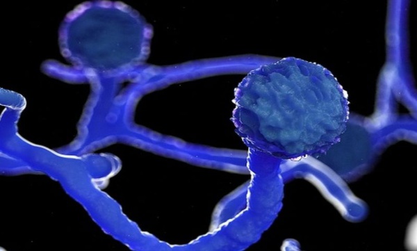 Black fungus treatment 