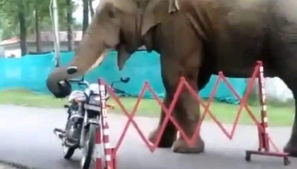 Viral video, elephant eats helmet 