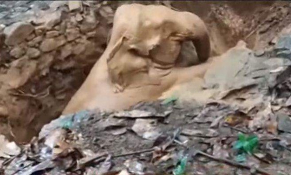 Elephant fell in well 
