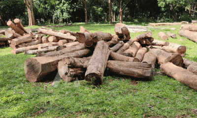 high court put off muttil tree cut case accused personals anticipatory bail plea for tomorrow