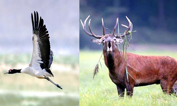 UTs of J&K, Ladakh to begin search for new State bird, animal