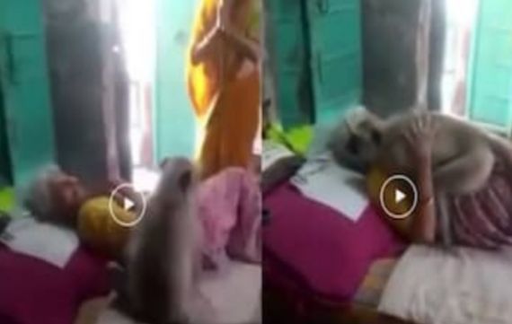 Monkey with grandma Viral video 