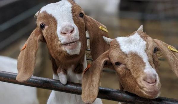 Johne's disease in goats