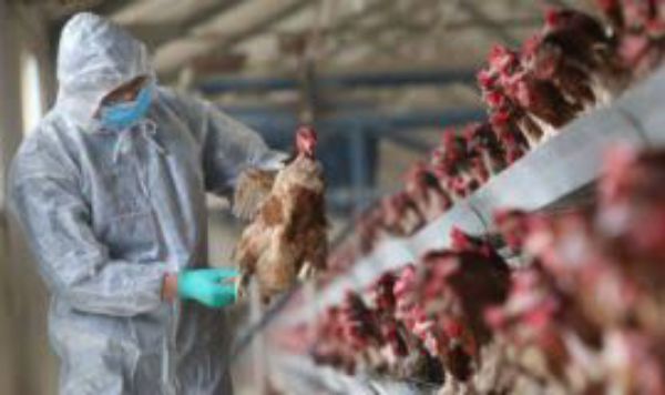 Bird flue death in hariana