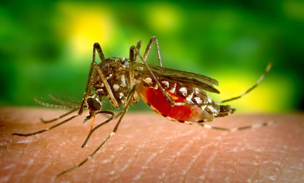 4 more zika virus cases in Kerala