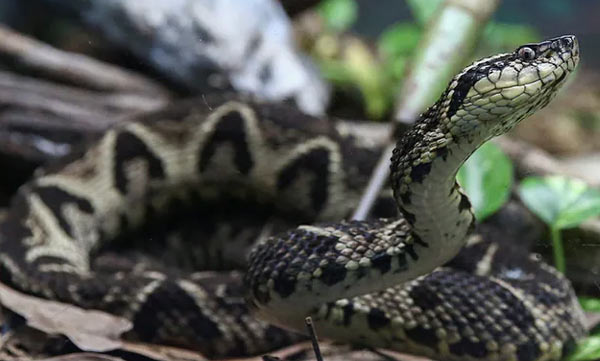 Brazilian Viper Venom May Become Tool In Fight Against Coronavirus: Study