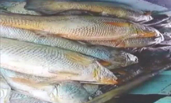  'Fish With Heart Of Gold', Takes Home Over ₹ 1 Crore