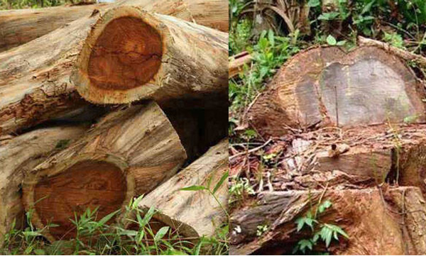 muttil tree felling case