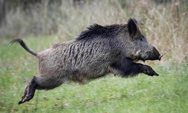 Reward for killing wild boar 