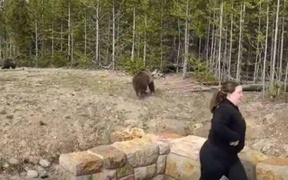 Women jailed for getting too close to bear
