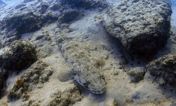 Fishermen release a giant fish caught in a net