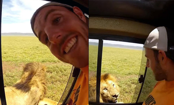man-opens-bus-window-to-click-pic-of-lion