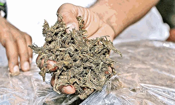 Excise caught 100 kg ganja