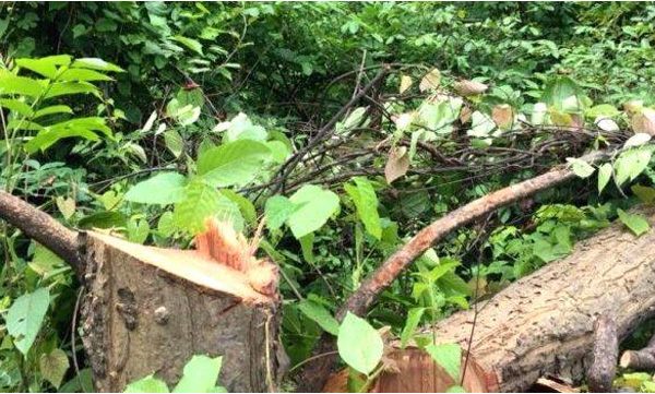 Tree-felling row in Kerala snowballing into a major scandal