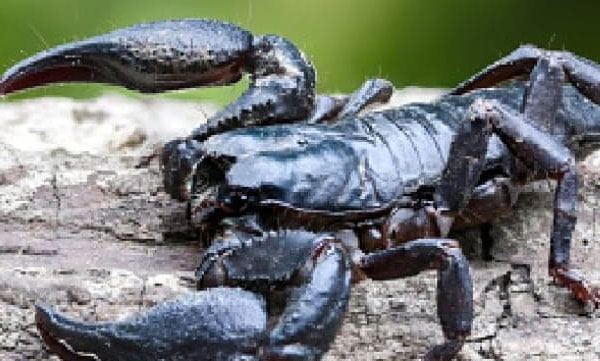 scorpion-bites-southern-egypt-scorpion-sting-scorpion-sting-treatment