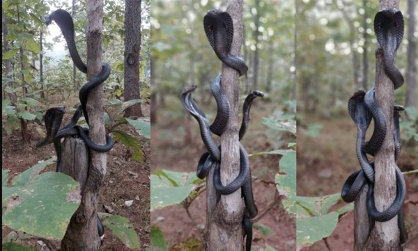 photos-of-three-cobra-s-from-maharashtra-forest-becomes-viral