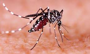 Zika virus in kerala 