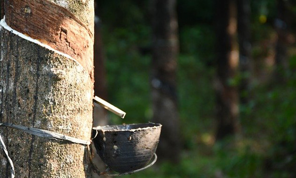 തുടര്ച്ചയായ മഴ, റബര് കൃഷി കേരളം വിടുമോ ? ഗോവയിലേയ്ക്ക് പറിച്ചുനടാന് റബര് ബോര്ഡ്; കാലാവസ്ഥാ വ്യതിയാനം, ഇലപൊഴിച്ചിലും മരം ഉണങ്ങുന്നതും വ്യാപകം
