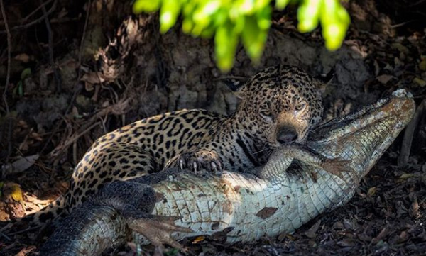 dramatic-moment-jaguar-kills-an-alligator-caught-on-camera