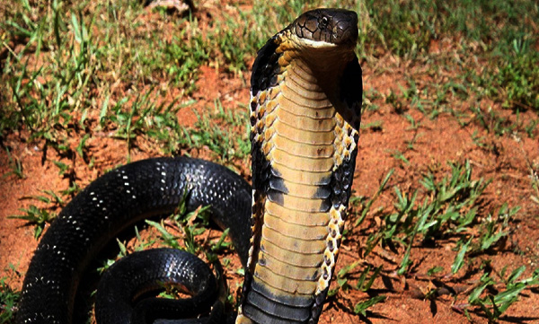 kulamavu-residents-in-fear-after-a-king-cobra-leaped-towards-scooter-passenger