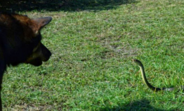 doberman-fights-cobra-and-saves-owners-life