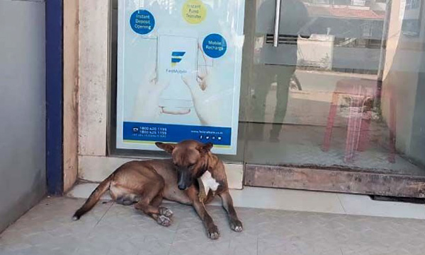 the-dog-has-been-waiting-for-his-master-in-front-of-the-bank-for-months