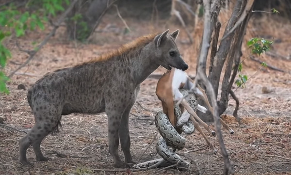 impala-baby-tries-escaping-python-hyena-okavango