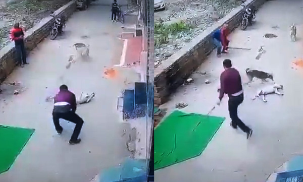 man-kills-stray-dog-for-visiting-his-pet-female-dog-regularly-in-gwalior